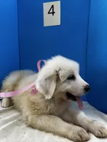 Katy, a female Great Pyrenees for sale in Dexter, MO – 3 of 10