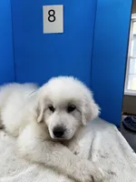 Rodney, a male Great Pyrenees for sale in Dexter, MO – 10 of 10