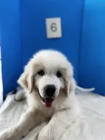 Millie, a female Great Pyrenees for sale in Dexter, MO – 4 of 10