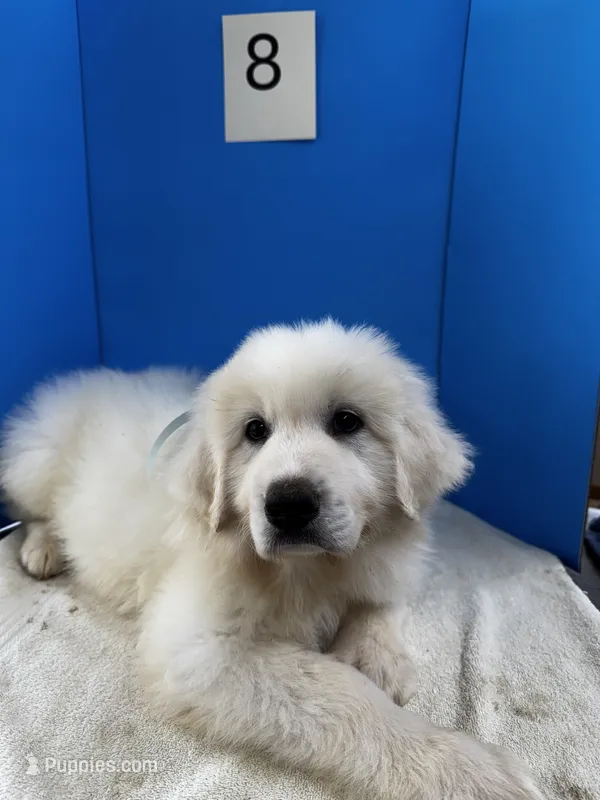 Rodney – Great Pyrenees puppy for sale in Dexter, MO