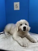 Lady, a female Great Pyrenees for sale in Dexter, MO – 10 of 10