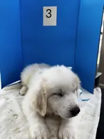 Jethro Jr, a male Great Pyrenees for sale in Dexter, MO – 9 of 10