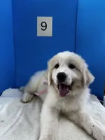 Suzie Q, a female Great Pyrenees for sale in Dexter, MO – 7 of 10