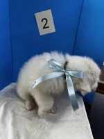 Barney, a male Great Pyrenees for sale in Dexter, MO – 7 of 10