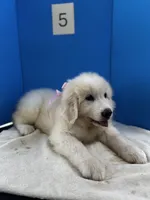 Lady, a female Great Pyrenees for sale in Dexter, MO – 9 of 10