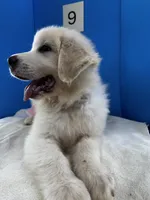 Suzie Q, a female Great Pyrenees for sale in Dexter, MO – 2 of 10