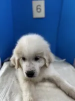 Millie, a female Great Pyrenees for sale in Dexter, MO – 8 of 10