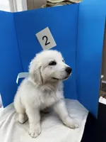 Barney, a male Great Pyrenees for sale in Dexter, MO – 8 of 10
