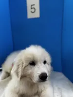 Lady, a female Great Pyrenees for sale in Dexter, MO – 8 of 10