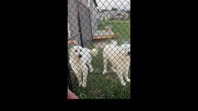 Jethro  , a male Great Pyrenees for sale in Dexter, MO – 3 of 3