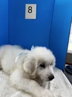 Rodney, a male Great Pyrenees for sale in Dexter, MO – 2 of 10