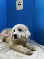 Katy, a female Great Pyrenees for sale in Dexter, MO – 2 of 10