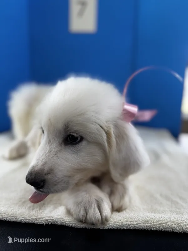 Millie – Great Pyrenees puppy for sale in Dexter, MO