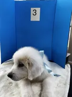 Jethro Jr, a male Great Pyrenees for sale in Dexter, MO – 8 of 10