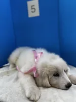 Lady, a female Great Pyrenees for sale in Dexter, MO – 7 of 10