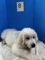 Rodney, a male Great Pyrenees for sale in Dexter, MO – 7 of 10