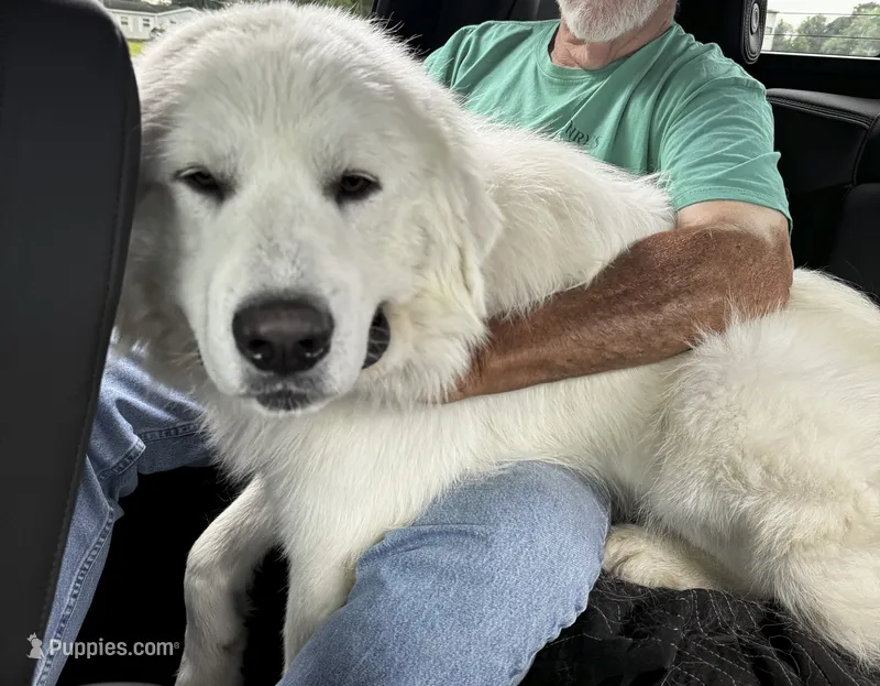 Jethro   – Great Pyrenees puppy for sale in Dexter, MO