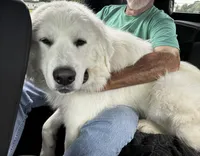 Jethro  , a male Great Pyrenees for sale in Dexter, MO – 1 of 3