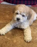 Teddy, a male Miniature Goldendoodle and Double Doodle for sale in Phoenix, AZ – Photo 2 of 2