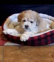 Teddy, a male Miniature Goldendoodle and Double Doodle for sale in Phoenix, AZ – Photo 1 of 2