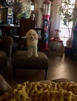 Turner , a male Goldendoodle for sale in Phoenix, AZ – Photo 1 of 3