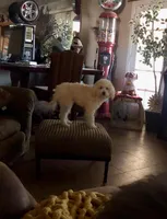 Turner , a male Goldendoodle for sale in Phoenix, AZ – Photo 2 of 3