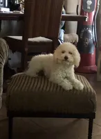 Turner, a male Miniature Goldendoodle for sale in Phoenix, AZ – Photo 2 of 2