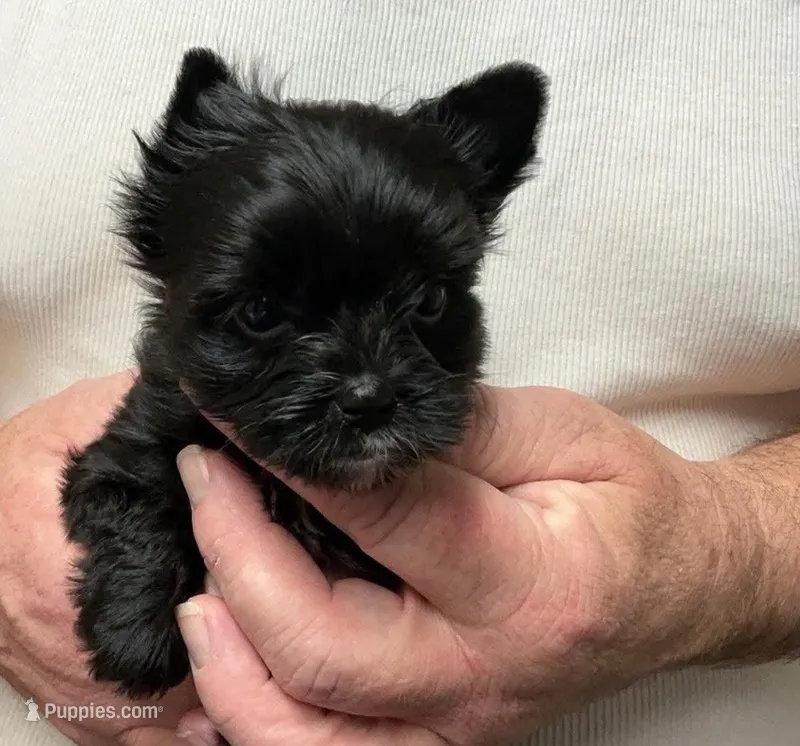 Tasha  – Yorkipoo, Yorkshire Terrier puppy for sale in Phoenix, AZ