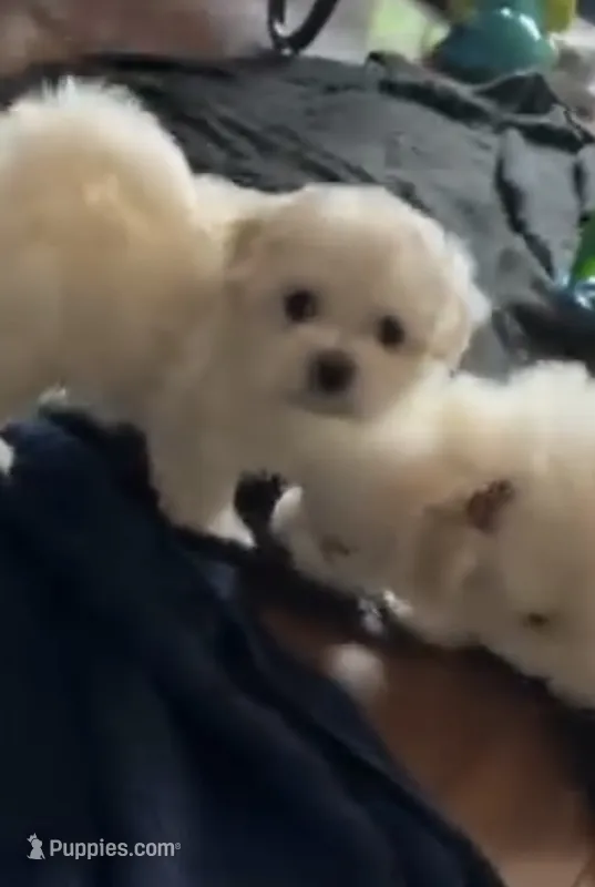 Dandy  – Maltese puppy for sale in Phoenix, AZ