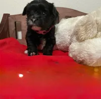Tinker , a male Yorkipoo and Yorkshire Terrier for sale in Phoenix, AZ – 3 of 3