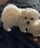 Dandy , a male Maltese for sale in Phoenix, AZ – 3 of 6
