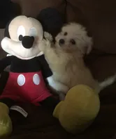 Lilly , a female Maltese and Morkie for sale in Phoenix, AZ – 1 of 1