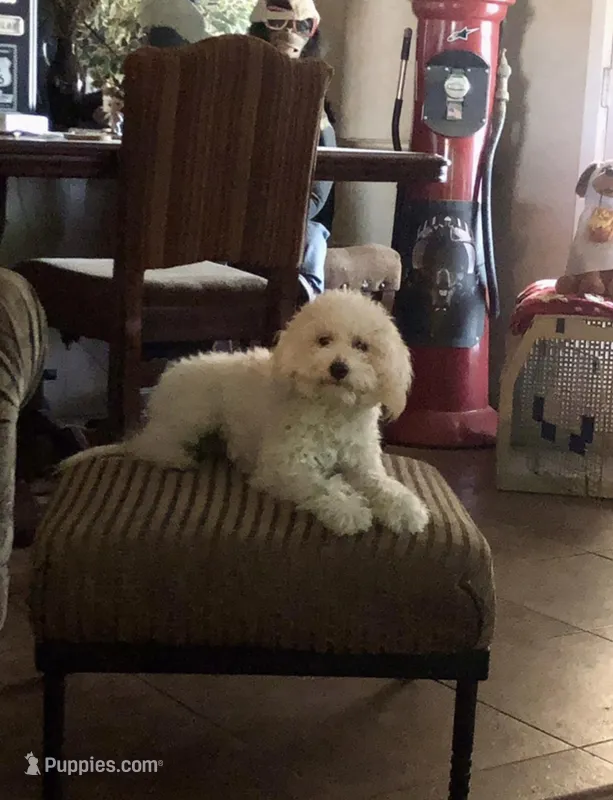 Teddy  – Miniature Goldendoodle puppy for sale in Phoenix, AZ