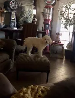 Teddy , a male Miniature Goldendoodle for sale in Phoenix, AZ – Photo 2 of 4