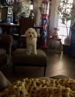 Teddy , a male Miniature Goldendoodle for sale in Phoenix, AZ – Photo 4 of 4