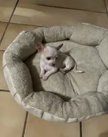 Teacup Tobi, a male Chihuahua for sale in Phoenix, AZ – Photo 3 of 7