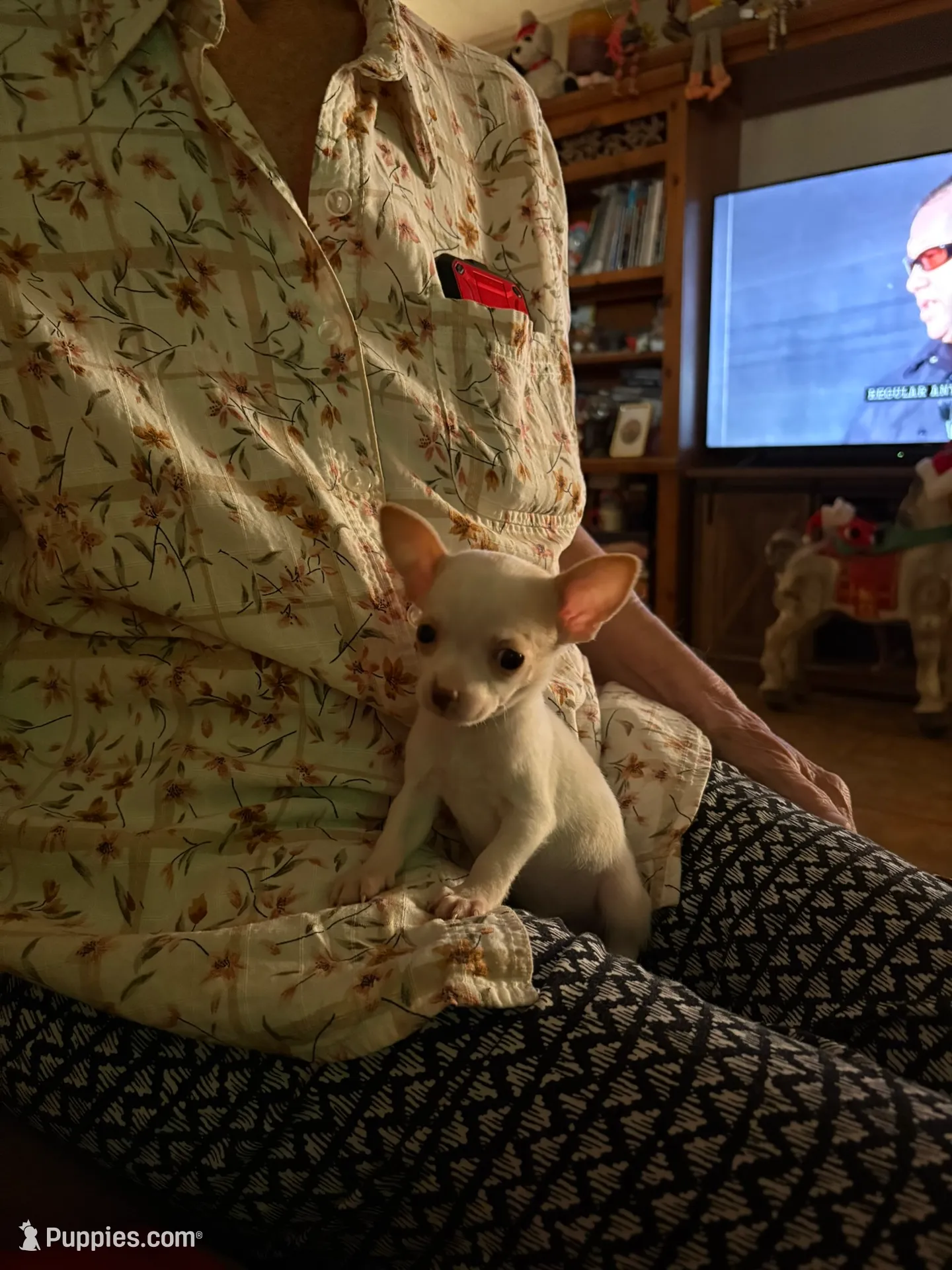 Teacup Tobi, a male Chihuahua for sale in Phoenix, AZ – Photo 6 of 7