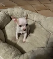 Teacup Tobi, a male Chihuahua for sale in Phoenix, AZ – Photo 2 of 7