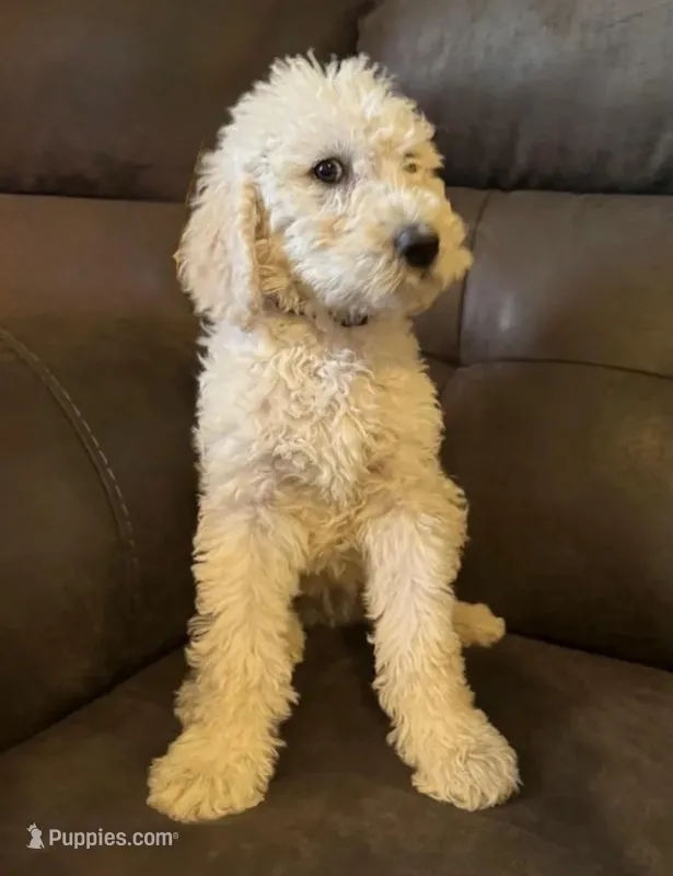 Buddy – Miniature Goldendoodle puppy for sale in Phoenix, AZ
