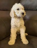 Buddy, a male Miniature Goldendoodle for sale in Phoenix, AZ – Photo 1 of 2