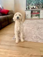 Buddy, a male Miniature Goldendoodle for sale in Phoenix, AZ – Photo 2 of 2