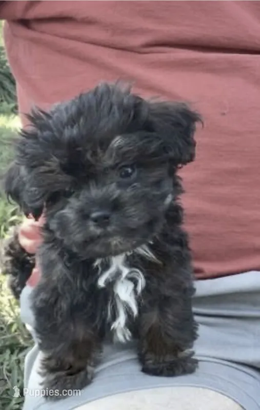 Tinker  – Yorkipoo, Yorkshire Terrier puppy for sale in Phoenix, AZ