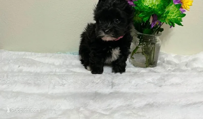 Tinker  – Yorkipoo, Yorkshire Terrier puppy for sale in Phoenix, AZ