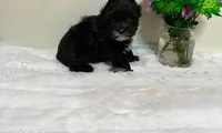 Tinker , a male Yorkipoo and Yorkshire Terrier for sale in Phoenix, AZ – 2 of 3