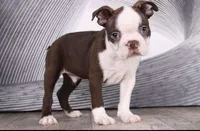 Boston Terrier Puppies , a male Boston Terrier for sale in Crystal Lake, IL – 5 of 5