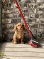 King Charles, a male Cavalier King Charles Spaniel for sale in Crystal Lake, IL – 7 of 10