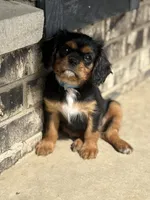 King Charles, a male Cavalier King Charles Spaniel for sale in Crystal Lake, IL – 4 of 10