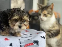 Morkie, a male Morkie for sale in Crystal Lake, IL – 3 of 10