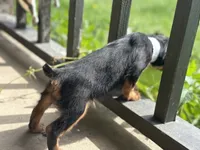 King Charles, a male Cavalier King Charles Spaniel for sale in Crystal Lake, IL – 5 of 10