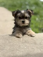 Morkie, a male Morkie for sale in Crystal Lake, IL – 5 of 10